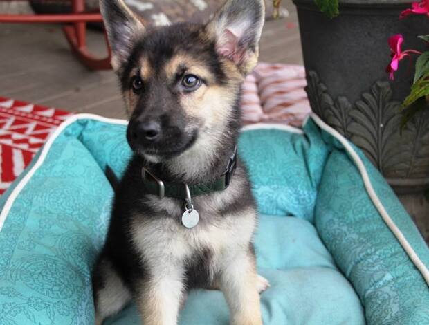 German Shepherd Dog German Shepherd Puppies