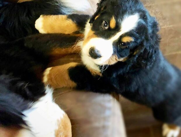 Bernese Mountain Dog Bernese Mountain Dog Puppies