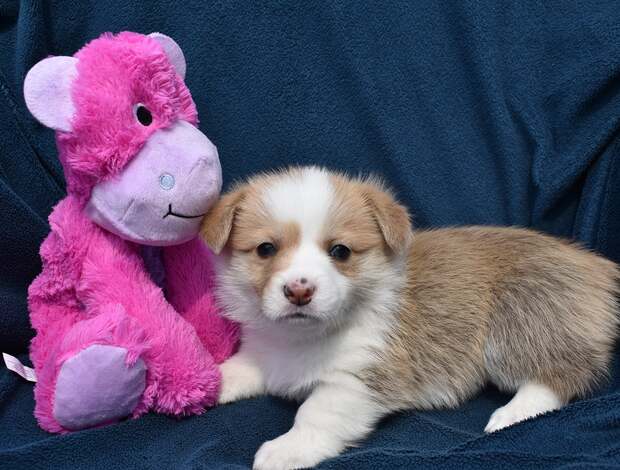 Welsh Corgi, Pembroke Pembroke Welsh Corgi Puppies