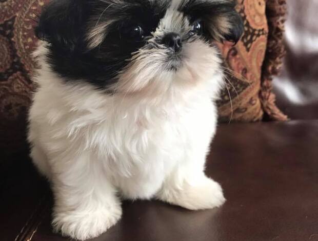 Shih Tzu Shih Tzu Puppies For Sale
