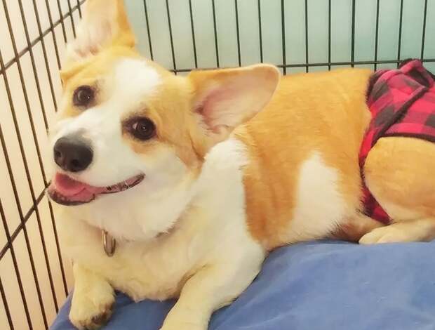 Welsh Corgi, Pembroke Pembroke Welsh Corgi Puppies