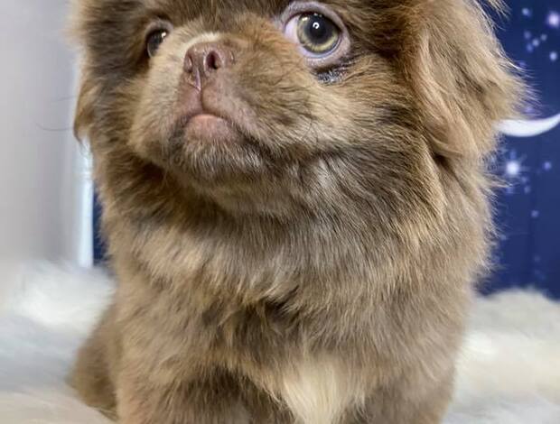 Pekingese AKC Registered Pekingese Puppies