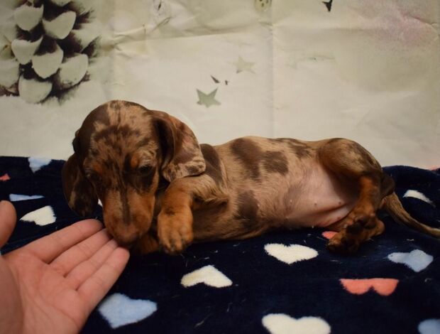 Dachshund Dachshunds Puppies For Sale