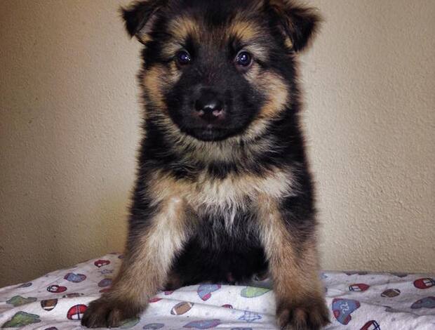 German Shepherd Dog German Shepherd Puppies