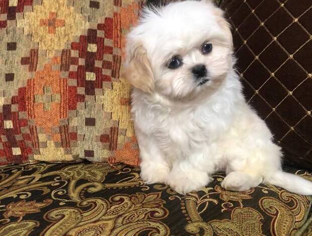 Shih Tzu Adorable Shih Tzu Puppies