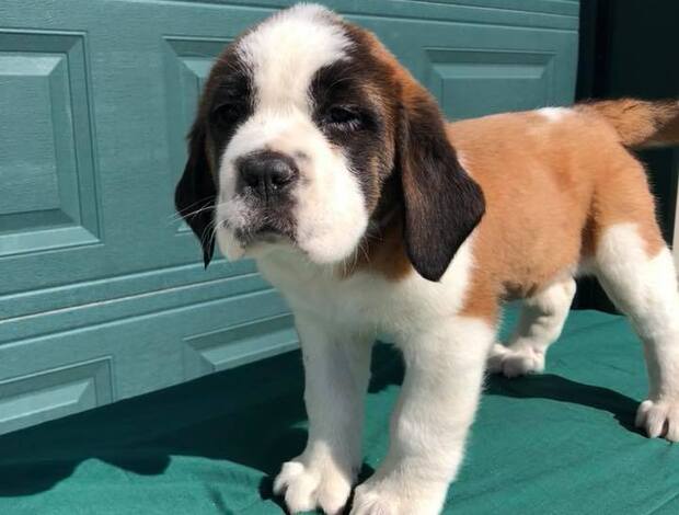 St Bernard Lovely Saint Bernard Puppies