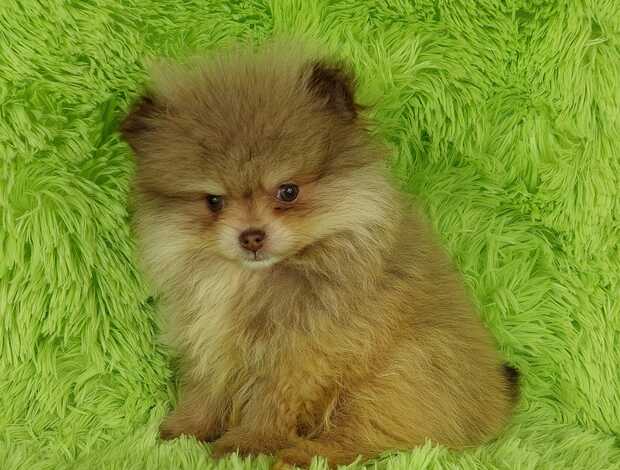 Pomeranian Beautiful Pomeranian Puppies For Sale.