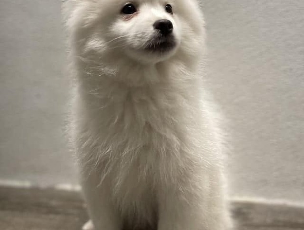 American Eskimo Dog Stunning American Eskimo puppies available