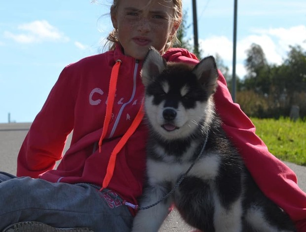 Alaskan Malamute Obedient Alaskan Malamute puppies available