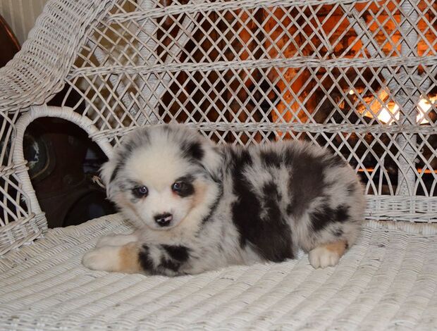 Australian Shepherd AKC Australian Shepherd puppies