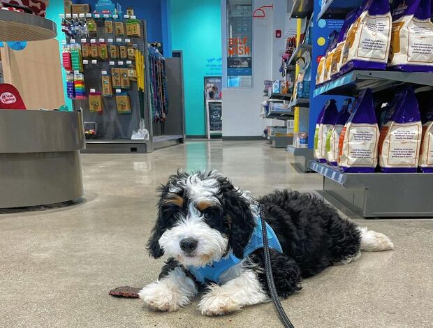 Other Beautiful Bernedoodle Puppies