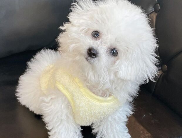 Bichon Frise Gorgeous Bichon Frise Puppies