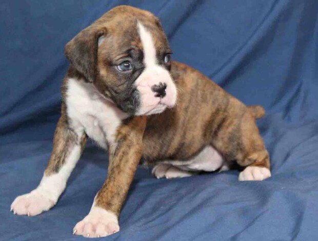 Boxer Adorable Boxer Puppies For Sale