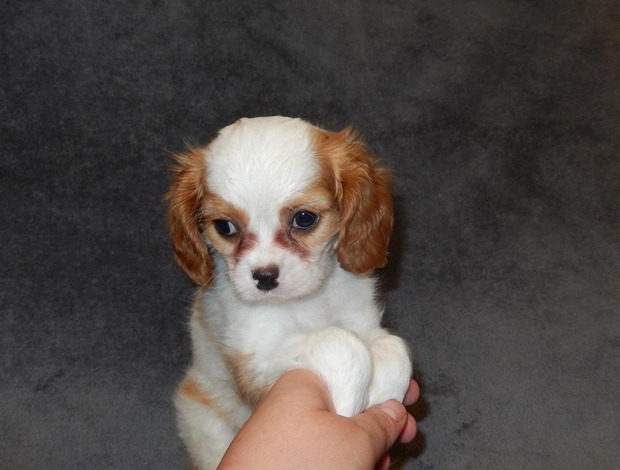 Cavalier King Charles Spaniel Home Raised Cavalier King Charles Spaniel Puppies