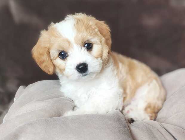 Other Beautiful Cavachon Puppies For Sale.
