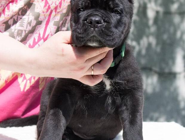Cane Corso Home raised Cane Corso Puppies