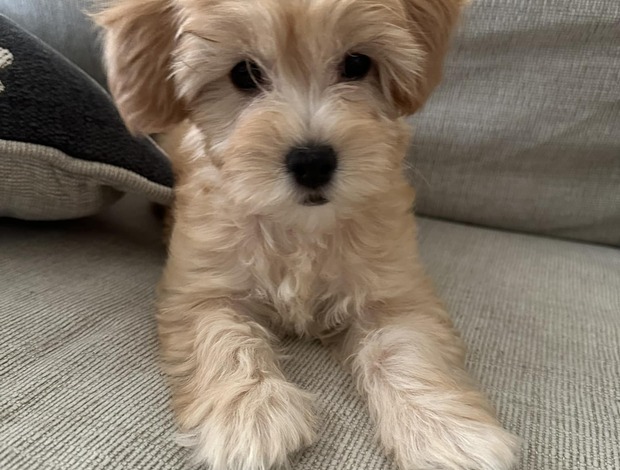 Other Beautiful Cavachon Puppies For Sale.