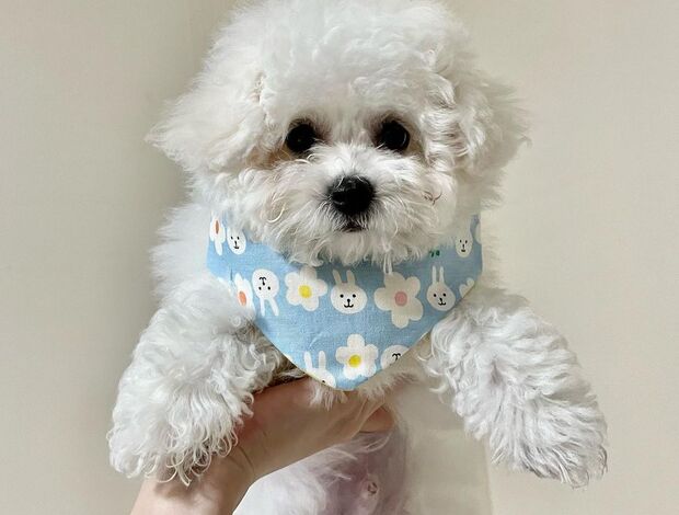 Bichon Frise Gorgeous Bichon Frise Puppies