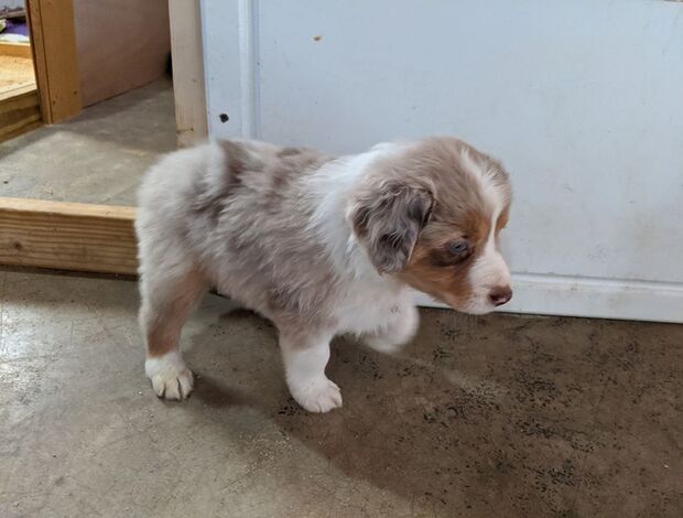 Australian Shepherd AKC Australian Shepherd puppies