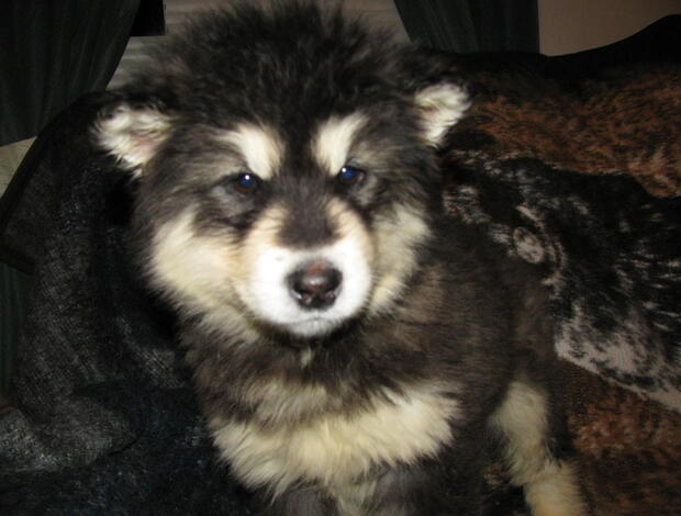 Alaskan Malamute Obedient Alaskan Malamute puppies available