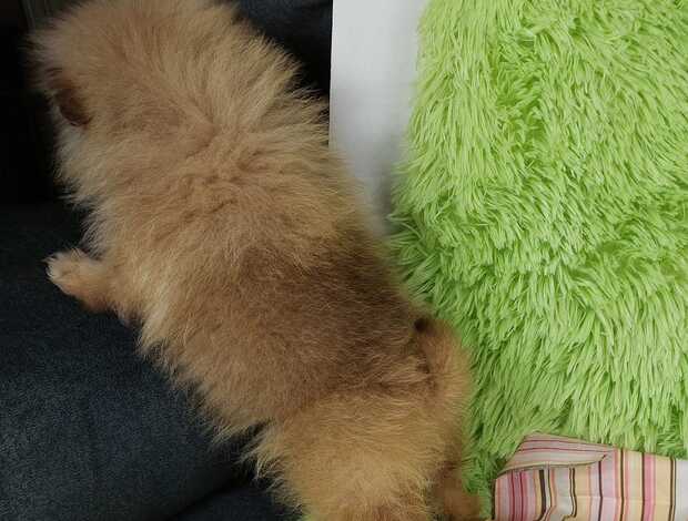 Pomeranian Beautiful Pomeranian Puppies For Sale.