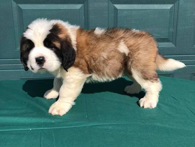 St Bernard Lovely Saint Bernard Puppies