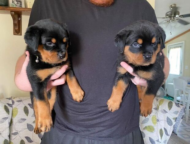Rottweiler Home Raised Rottweiler Puppies