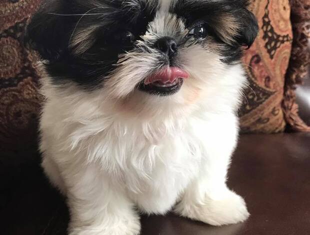 Shih Tzu Adorable Shih Tzu Puppies
