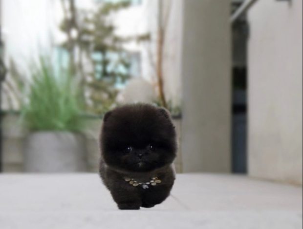 Pomeranian White POMERANIAN PUPPY