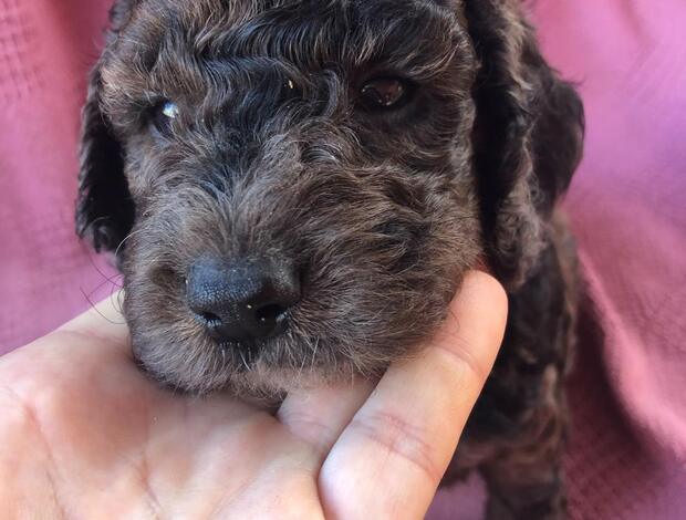 Other Cockapoos Puppies For Sale