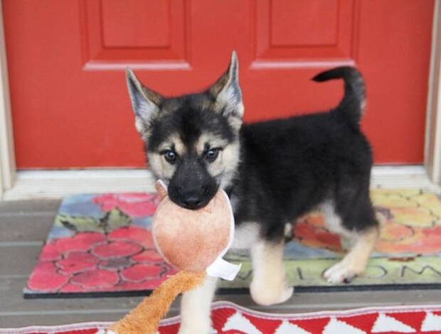 German Shepherd Dog German Shepherd Puppies