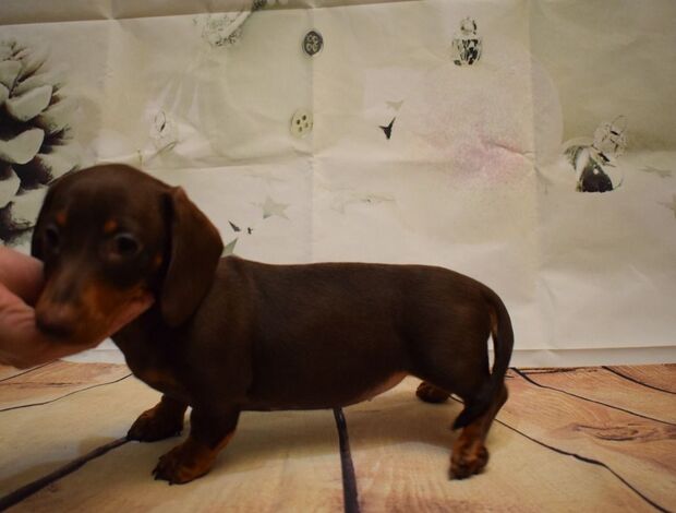 Dachshund Dachshunds Puppies For Sale