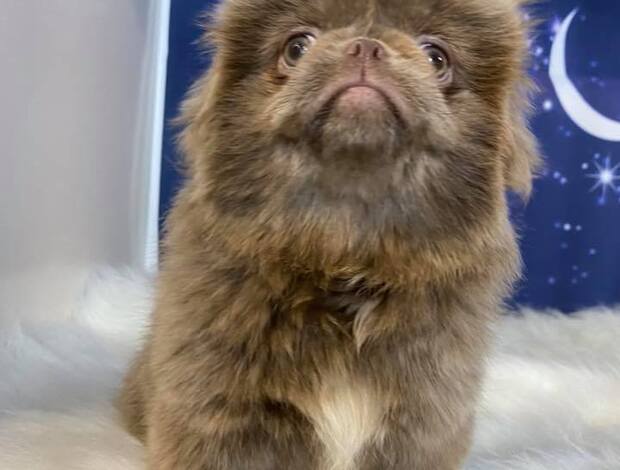 Pekingese AKC Registered Pekingese Puppies