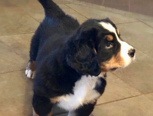Bernese Mountain Dog Bernese Mountain Dog Puppies