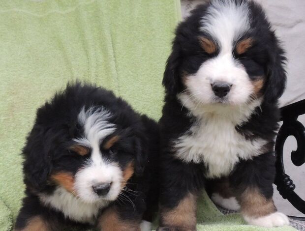 Bernese Mountain Dog Bernese Mountain Dog Puppies