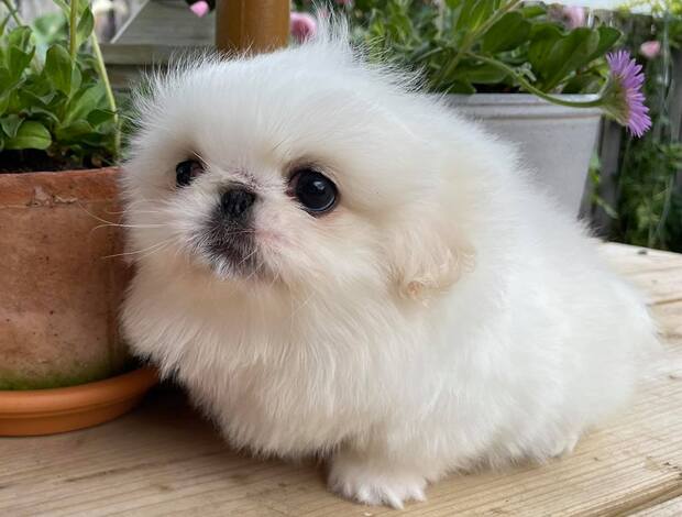 Pekingese AKC Registered Pekingese Puppies