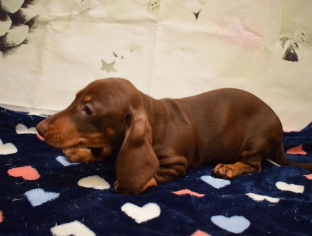 Dachshund Dachshunds Puppies For Sale