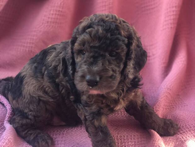 Other Cockapoos Puppies For Sale