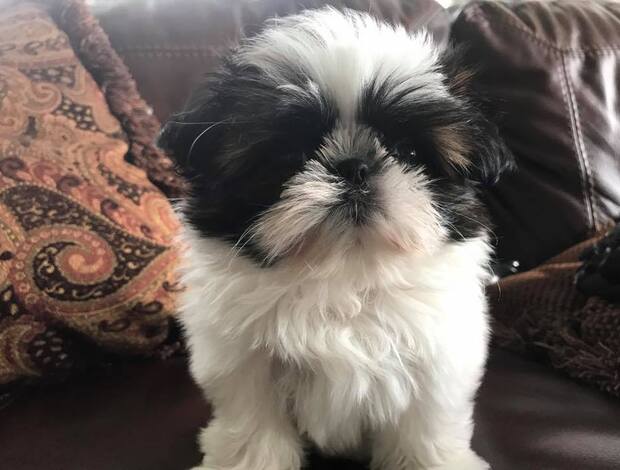 Shih Tzu Adorable Shih Tzu Puppies