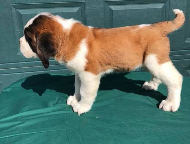 St Bernard Lovely Saint Bernard Puppies