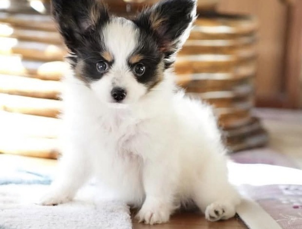 Papillon Adorable Papillon puppies