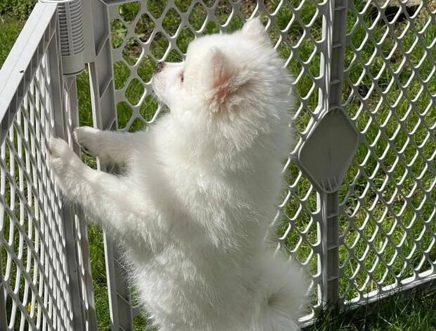 American Eskimo Dog Stunning American Eskimo puppies available