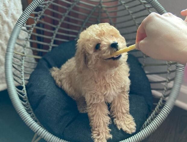 Other Charming Aussiedoodle puppies