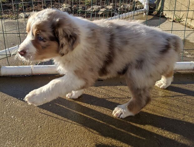 Australian Shepherd AKC Australian Shepherd puppies