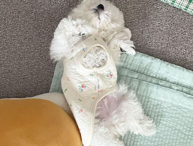 Bichon Frise Gorgeous Bichon Frise Puppies