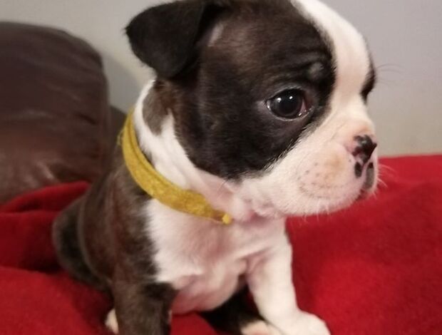 Boston Terrier Home trained Boston Terrier Puppies