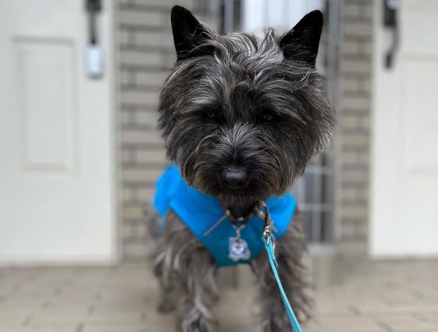 Cairn Terrier Lovely Cairn Terrier Puppies