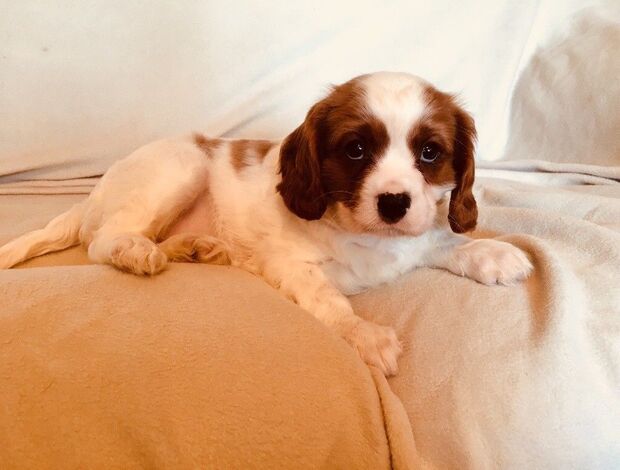 Cavalier King Charles Spaniel Home Raised Cavalier King Charles Spaniel Puppies