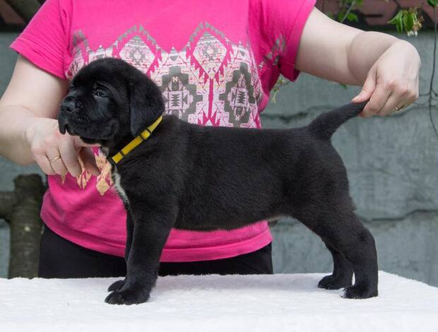 Cane Corso Home raised Cane Corso Puppies