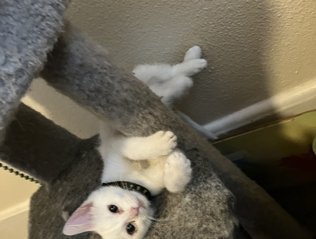 American Shorthair Stacy need a home